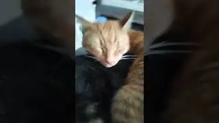 ха