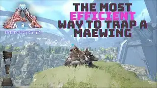 TRAPPING a MAEWING in TWO MINUTES!