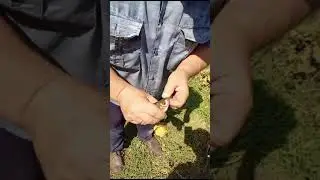 Краснопёрка на мини бойлик. #рыбалка #fishing