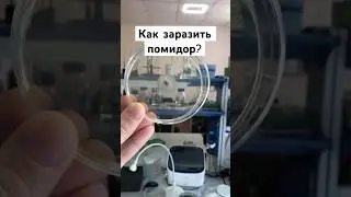 Как болеют растения? #продукты #биология #инфекции #еда #наука #грибы