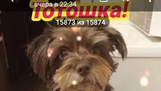 Тотошка чудом избежал участи Анны Карениной😁