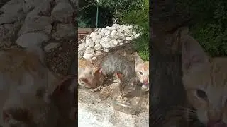 #catlover