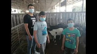 going Fujairah Slaughter house for slaughtering our goat part 2