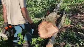 Валка Берёзы Stihl MS 361
