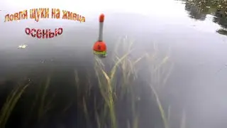Ловля на живца . Плотва, голавль на кукурузу. Вот это рыбалка в ОКТЯБРЕ