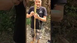 Wie baust du einen Fischspeer nur aus Naturmaterialien? #bushcraft #survival