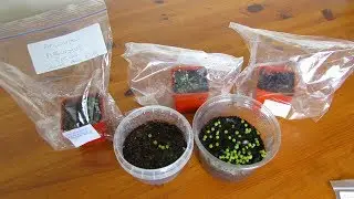 Propagating Cactus - Lophophora Williamsii var. texensis & Ariocarpus fissuratus Seedlings - UPDATE