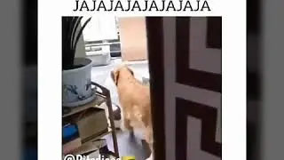 Si te ríes pierdes nivel medio 😎/ Real Santiago