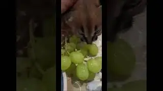 #улиточнаяферма #животные #крокодилы #cat #экодеревушка #юмор #котики #улитка #котята #бизнес