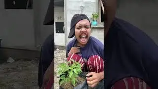 Bagaimana cara bertelur? #comedy #berkebun #deddycorbuzier #funny #lucu