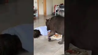 У животных больше человечности чем у людей.. 