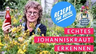 Johanniskraut sicher bestimmen - Rotöl selbst herstellen I der kleine Horrorgarten