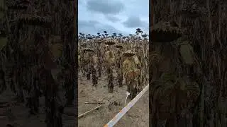 KWS: VIDEÓ A KUKORICA LABIRINTUSRÓL