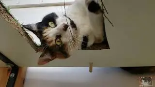 Cheeky Calico cat Penny wants my attention!