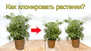 Как легко клонировать растения в домашних условиях