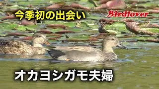 今季初、オカヨシガモ夫婦