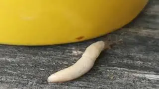 лето