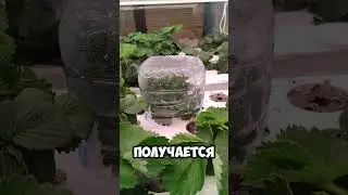Что будет, если выпустить 80 божьих коровок на 1 куст тли?