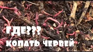 A visual representation of a compost pit. Breeding red worms in the pit. Compost pit.