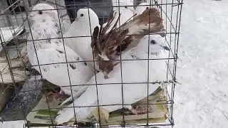 18.02.24 ЯРМАРКА ГОЛУБЕЙ. БРОННИЦЫ