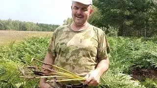 От геморроя поможет папоротник/ Проверенный метод.