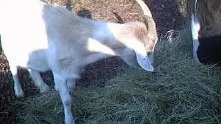 Nala im Glück