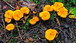 УРА! ГРИБЫ ПОШЛИ ОГРОМНЫМИ ПОЛЯНАМИ! ЛИСИЧКА АТАКУЕТ! РЕЦЕПТ, КАК ПРИГОТОВИТЬ ЛИСИЧКУ ОЧЕНЬ ВКУСНО!