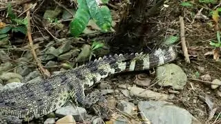 Primitive Technology.примитивные технологии .новые амазонки.жизнь в джунглях.