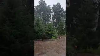 Грибной дождь в лесхозе!