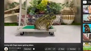 riley reacting to my favorite frog channel