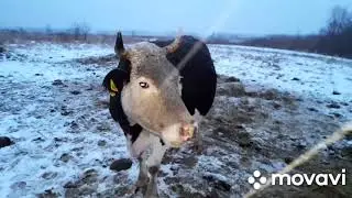 Зарисовки зимней жизни.