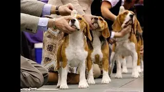 Dog Show Expo Center Karachi 2019