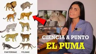 Ciencia A Punto: El Puma