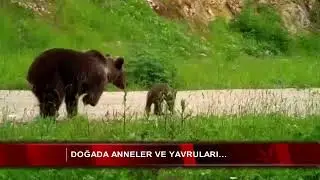 Doğada anneler ve yavruları…