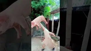 😅🤣😂😍 #لايك #اكسبلور #جديد #اغاني #explore #funny #bachri #shortvideos #song #bachre