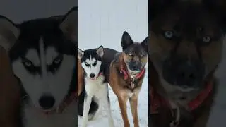 German Shepherd vs Huskies🤣🐕#shorts #dog #doglover #dogs #husky #huskydog #germanshepherd