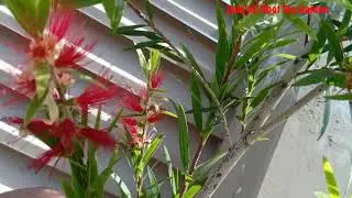 How to grow and care bottle brush plant 🌄🧂🖌️🍼in Urdu Hindi