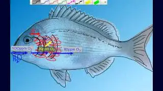 Countercurrent Gas Exchange in Fish Gills