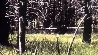 Old Bigfoot And Mothman Footage