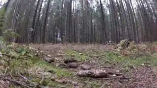 FPV forest flight in October