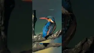 ## ഏറ്റവും സമർത്ഥനായ മീൻപിടിത്തക്കാരൻ ##Yamees Corner ##
