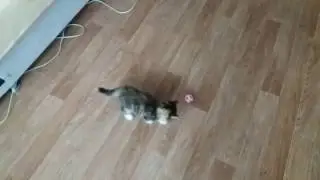 Котенок 3 месяца футболист. Прикол