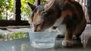 Xiaomi 12 Pro Slow Motion Sample 240 FPS