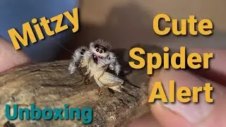 Meet Mitzy The Cute Jumping Spider UNBOXING and FEEDING