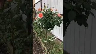 Штамбовые Розы зацветают! 