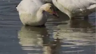 Snow geese feeding at Squaw Creek NWR