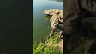 Сом Гигант