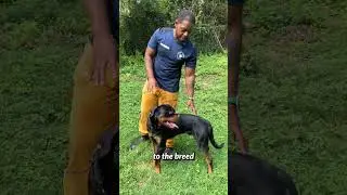 Overfeeding is TOO common with our pets.