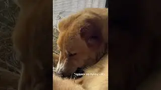 Лёвушка+Джессика=❤️