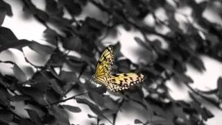 Animation 2